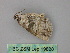  ( - BC ZSM Lep 19828)  @12 [ ] CreativeCommons - Attribution Non-Commercial Share-Alike (2010) Unspecified SNSB, Zoologische Staatssammlung Muenchen