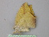  ( - BC ZSM Lep 26271)  @13 [ ] CreativeCommons - Attribution Non-Commercial Share-Alike (2010) Unspecified SNSB, Zoologische Staatssammlung Muenchen