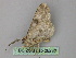  ( - BC ZSM Lep 26282)  @12 [ ] CreativeCommons - Attribution Non-Commercial Share-Alike (2010) Unspecified SNSB, Zoologische Staatssammlung Muenchen