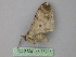  ( - BC ZSM Lep 26285)  @12 [ ] CreativeCommons - Attribution Non-Commercial Share-Alike (2010) Unspecified SNSB, Zoologische Staatssammlung Muenchen