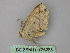  ( - BC ZSM Lep 26288)  @12 [ ] CreativeCommons - Attribution Non-Commercial Share-Alike (2010) Unspecified SNSB, Zoologische Staatssammlung Muenchen