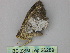  ( - BC ZSM Lep 26289)  @13 [ ] CreativeCommons - Attribution Non-Commercial Share-Alike (2010) Unspecified SNSB, Zoologische Staatssammlung Muenchen