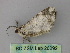  ( - BC ZSM Lep 26292)  @13 [ ] CreativeCommons - Attribution Non-Commercial Share-Alike (2010) Unspecified SNSB, Zoologische Staatssammlung Muenchen
