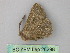  ( - BC ZSM Lep 26298)  @13 [ ] CreativeCommons - Attribution Non-Commercial Share-Alike (2010) Unspecified SNSB, Zoologische Staatssammlung Muenchen