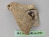  ( - BC ZSM Lep 26314)  @12 [ ] CreativeCommons - Attribution Non-Commercial Share-Alike (2010) Unspecified SNSB, Zoologische Staatssammlung Muenchen