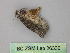  ( - BC ZSM Lep 26336)  @12 [ ] CreativeCommons - Attribution Non-Commercial Share-Alike (2010) Unspecified SNSB, Zoologische Staatssammlung Muenchen