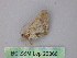 ( - BC ZSM Lep 26366)  @11 [ ] CreativeCommons - Attribution Non-Commercial Share-Alike (2010) Unspecified SNSB, Zoologische Staatssammlung Muenchen