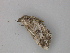  (Cleora AH02Au - BC ZSM Lep 26387)  @12 [ ] CreativeCommons - Attribution Non-Commercial Share-Alike (2010) Unspecified SNSB, Zoologische Staatssammlung Muenchen