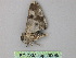  (Cleora AH04Au - BC ZSM Lep 26395)  @12 [ ] CreativeCommons - Attribution Non-Commercial Share-Alike (2010) Unspecified SNSB, Zoologische Staatssammlung Muenchen