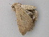  ( - BC ZSM Lep 26408)  @12 [ ] CreativeCommons - Attribution Non-Commercial Share-Alike (2010) Unspecified SNSB, Zoologische Staatssammlung Muenchen