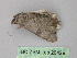  (Cleora AH05Au - BC ZSM Lep 26429)  @11 [ ] CreativeCommons - Attribution Non-Commercial Share-Alike (2010) Unspecified SNSB, Zoologische Staatssammlung Muenchen