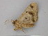  ( - BC ZSM Lep 26443)  @13 [ ] CreativeCommons - Attribution Non-Commercial Share-Alike (2010) Unspecified SNSB, Zoologische Staatssammlung Muenchen