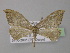  ( - BC ZSM Lep 26446)  @11 [ ] CreativeCommons - Attribution Non-Commercial Share-Alike (2010) Unspecified SNSB, Zoologische Staatssammlung Muenchen