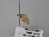  ( - BC ZSM Lep 26454)  @12 [ ] CreativeCommons - Attribution Non-Commercial Share-Alike (2010) Unspecified SNSB, Zoologische Staatssammlung Muenchen