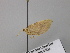  ( - BC ZSM Lep 26457)  @12 [ ] CreativeCommons - Attribution Non-Commercial Share-Alike (2010) Unspecified SNSB, Zoologische Staatssammlung Muenchen