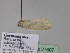  ( - BC ZSM Lep 27607)  @12 [ ] CreativeCommons - Attribution Non-Commercial Share-Alike (2010) Unspecified SNSB, Zoologische Staatssammlung Muenchen