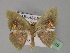  ( - BC ZSM Lep 27615)  @13 [ ] CreativeCommons - Attribution Non-Commercial Share-Alike (2010) Unspecified SNSB, Zoologische Staatssammlung Muenchen