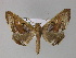  ( - BC ZSM Lep 27616)  @13 [ ] CreativeCommons - Attribution Non-Commercial Share-Alike (2010) Unspecified SNSB, Zoologische Staatssammlung Muenchen