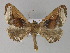  ( - BC ZSM Lep 27617)  @14 [ ] CreativeCommons - Attribution Non-Commercial Share-Alike (2010) Unspecified SNSB, Zoologische Staatssammlung Muenchen