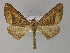  (Pero unfortunata - BC ZSM Lep 27619)  @15 [ ] CreativeCommons - Attribution Non-Commercial Share-Alike (2010) Unspecified SNSB, Zoologische Staatssammlung Muenchen