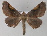  ( - BC ZSM Lep 27621)  @14 [ ] CreativeCommons - Attribution Non-Commercial Share-Alike (2010) Unspecified SNSB, Zoologische Staatssammlung Muenchen