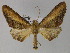  ( - BC ZSM Lep 27626)  @14 [ ] CreativeCommons - Attribution Non-Commercial Share-Alike (2010) Unspecified SNSB, Zoologische Staatssammlung Muenchen