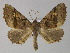  (Pero mathildaAL01Pe - BC ZSM Lep 27628)  @14 [ ] CreativeCommons - Attribution Non-Commercial Share-Alike (2010) Unspecified SNSB, Zoologische Staatssammlung Muenchen