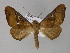  (Pero nucleata - BC ZSM Lep 27630)  @15 [ ] CreativeCommons - Attribution Non-Commercial Share-Alike (2010) Unspecified SNSB, Zoologische Staatssammlung Muenchen