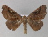  (Pero AH05Pe - BC ZSM Lep 27632)  @14 [ ] CreativeCommons - Attribution Non-Commercial Share-Alike (2010) Unspecified SNSB, Zoologische Staatssammlung Muenchen