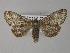  ( - BC ZSM Lep 27633)  @14 [ ] CreativeCommons - Attribution Non-Commercial Share-Alike (2010) Unspecified SNSB, Zoologische Staatssammlung Muenchen