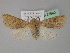  ( - BC ZSM Lep 27640)  @13 [ ] CreativeCommons - Attribution Non-Commercial Share-Alike (2010) Unspecified SNSB, Zoologische Staatssammlung Muenchen