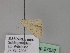  ( - BC ZSM Lep 27657)  @12 [ ] CreativeCommons - Attribution Non-Commercial Share-Alike (2010) Unspecified SNSB, Zoologische Staatssammlung Muenchen