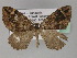  (Xanthorhoe AH01Tz - BC ZSM Lep 27665)  @14 [ ] CreativeCommons - Attribution Non-Commercial Share-Alike (2010) Unspecified SNSB, Zoologische Staatssammlung Muenchen