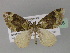  (Xanthorhoe AH12Tz - BC ZSM Lep 27666)  @13 [ ] CreativeCommons - Attribution Non-Commercial Share-Alike (2010) Unspecified SNSB, Zoologische Staatssammlung Muenchen