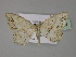  ( - BC ZSM Lep 27669)  @11 [ ] CreativeCommons - Attribution Non-Commercial Share-Alike (2010) Unspecified SNSB, Zoologische Staatssammlung Muenchen