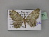  (Pasiphila AH01Tz - BC ZSM Lep 27671)  @13 [ ] CreativeCommons - Attribution Non-Commercial Share-Alike (2010) Unspecified SNSB, Zoologische Staatssammlung Muenchen