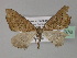  (Parortholitha cineraria - BC ZSM Lep 27676)  @13 [ ] CreativeCommons - Attribution Non-Commercial Share-Alike (2010) Unspecified SNSB, Zoologische Staatssammlung Muenchen