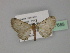  ( - BC ZSM Lep 27685)  @12 [ ] CreativeCommons - Attribution Non-Commercial Share-Alike (2010) Unspecified SNSB, Zoologische Staatssammlung Muenchen