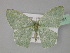  (Prasinocyma stefani - BC ZSM Lep 27691)  @14 [ ] CreativeCommons - Attribution Non-Commercial Share-Alike (2010) Unspecified SNSB, Zoologische Staatssammlung Muenchen