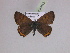  ( - BC ZSM Lep 30453)  @13 [ ] CreativeCommons - Attribution Non-Commercial Share-Alike (2010) Unspecified SNSB, Zoologische Staatssammlung Muenchen