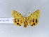  ( - BC ZSM Lep 30455)  @13 [ ] CreativeCommons - Attribution Non-Commercial Share-Alike (2010) Unspecified SNSB, Zoologische Staatssammlung Muenchen