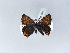  ( - BC ZSM Lep 30482)  @13 [ ] CreativeCommons - Attribution Non-Commercial Share-Alike (2010) Unspecified SNSB, Zoologische Staatssammlung Muenchen