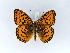 ( - BC ZSM Lep 30502)  @13 [ ] CreativeCommons - Attribution Non-Commercial Share-Alike (2010) Unspecified SNSB, Zoologische Staatssammlung Muenchen