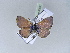  ( - BC ZSM Lep 30517)  @12 [ ] CreativeCommons - Attribution Non-Commercial Share-Alike (2010) Unspecified SNSB, Zoologische Staatssammlung Muenchen