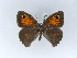  (Maniola telmessia - BC ZSM Lep 30519)  @13 [ ] CreativeCommons - Attribution Non-Commercial Share-Alike (2010) Unspecified SNSB, Zoologische Staatssammlung Muenchen