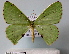  (Oenospila kopperi - BC ZSM Lep 30566)  @14 [ ] Copyright (2010) Unspecified SNSB, Zoologische Staatssammlung Muenchen