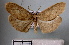  ( - BC ZSM Lep 30581)  @13 [ ] Copyright (2010) Unspecified SNSB, Zoologische Staatssammlung Muenchen