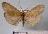  (Cyclophora posticamplum - BC ZSM Lep 30582)  @14 [ ] Copyright (2010) Unspecified SNSB, Zoologische Staatssammlung Muenchen