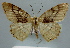  (Luxiaria calida - BC ZSM Lep 30612)  @13 [ ] Copyright (2010) Unspecified SNSB, Zoologische Staatssammlung Muenchen
