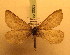  ( - BC PG Lep 0003)  @13 [ ] Copyright (2010) Unspecified Research Collection of Gergely Petranyi